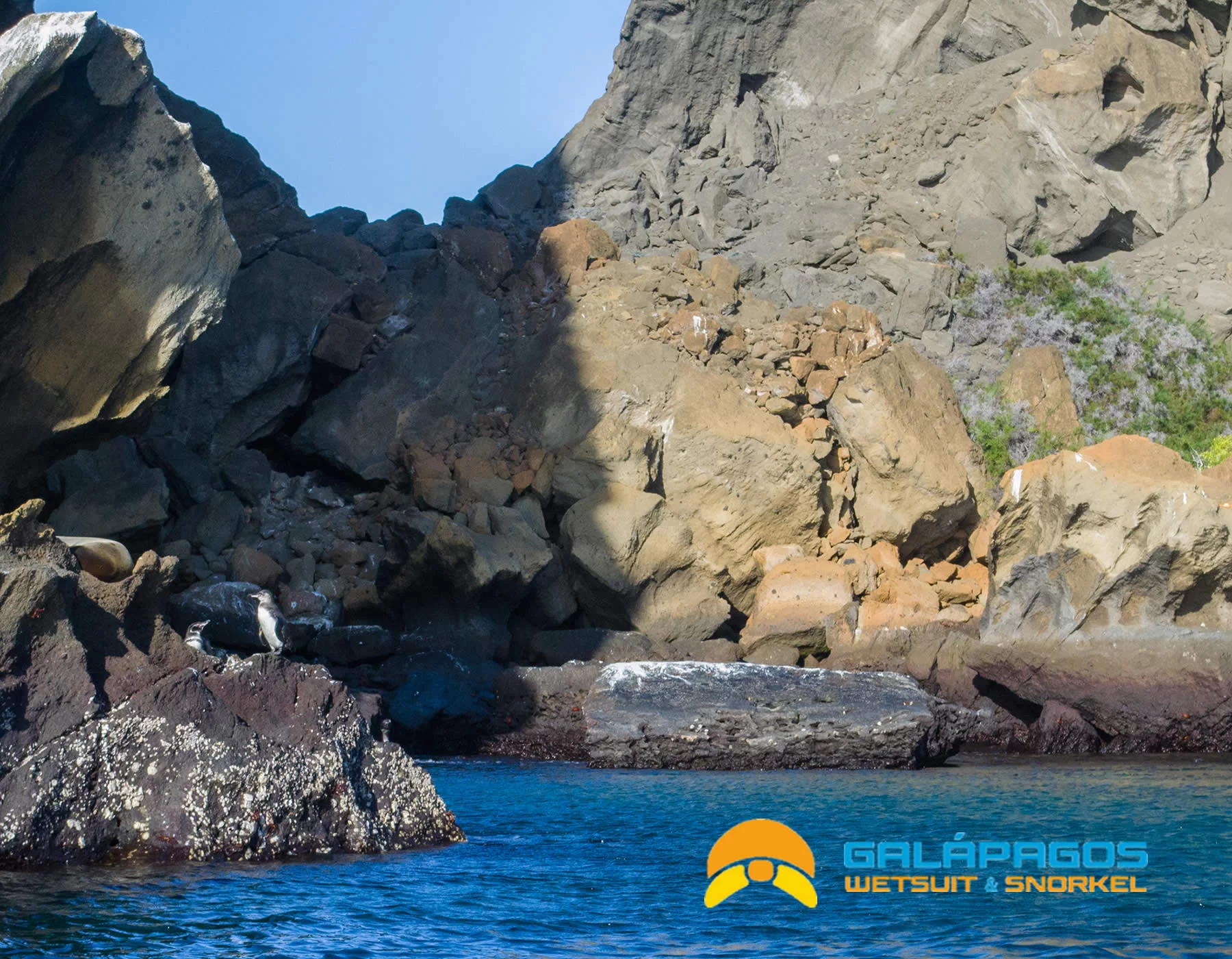 Na época fria, os pinguins de Galápagos podem ser vistos.