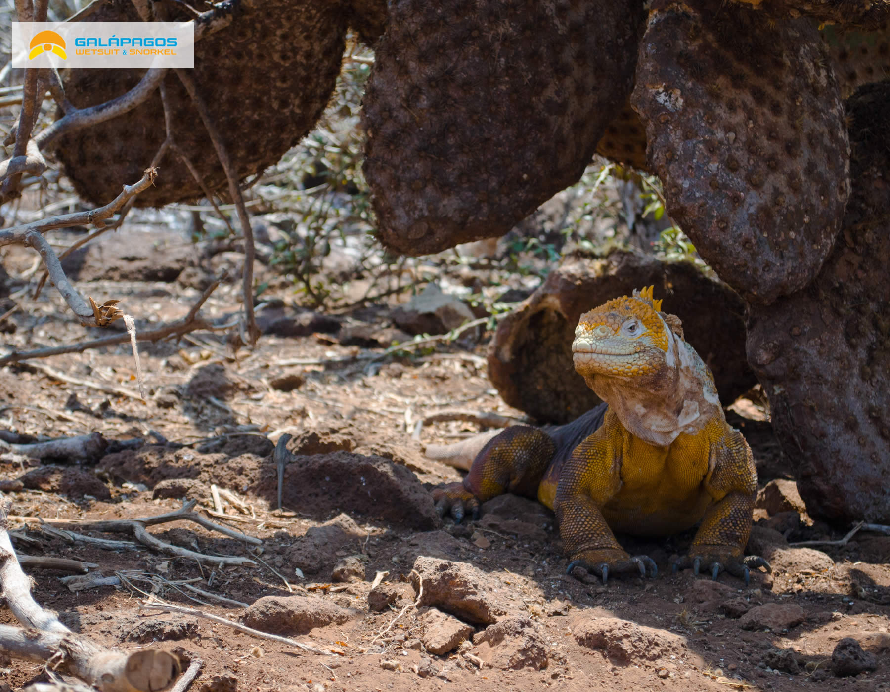 Iguana terrestre endemicas de la Isla Seymour
