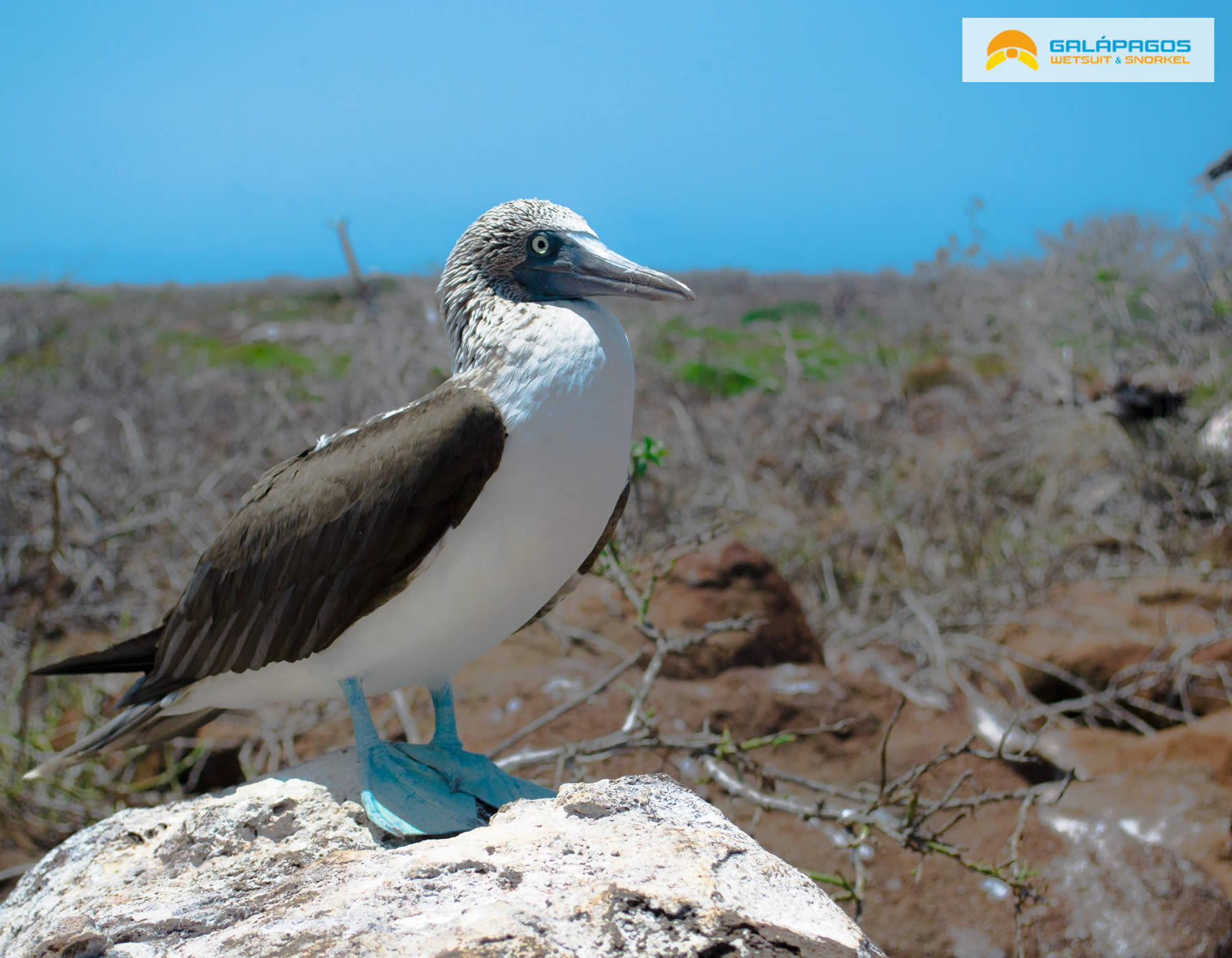 Los piqueros de patas azules en su habitat natural en Galapagos